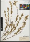 Foto von Salix purpurea L.